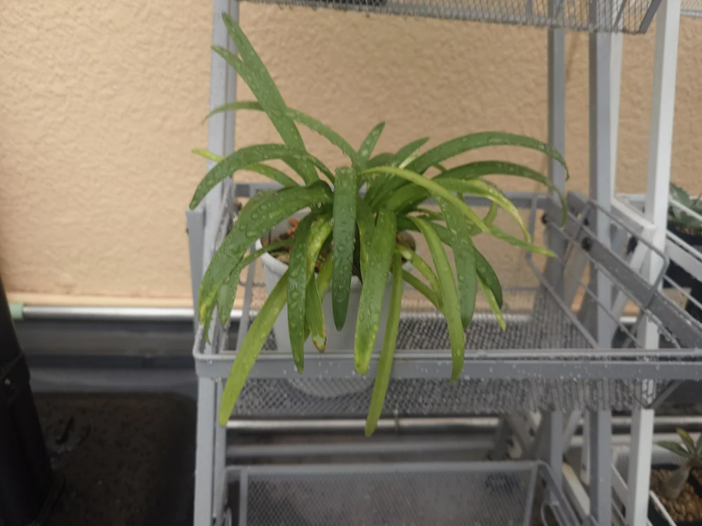 Agapanthus praecox (アガパンサス プラエコクス アフリカンブルー)