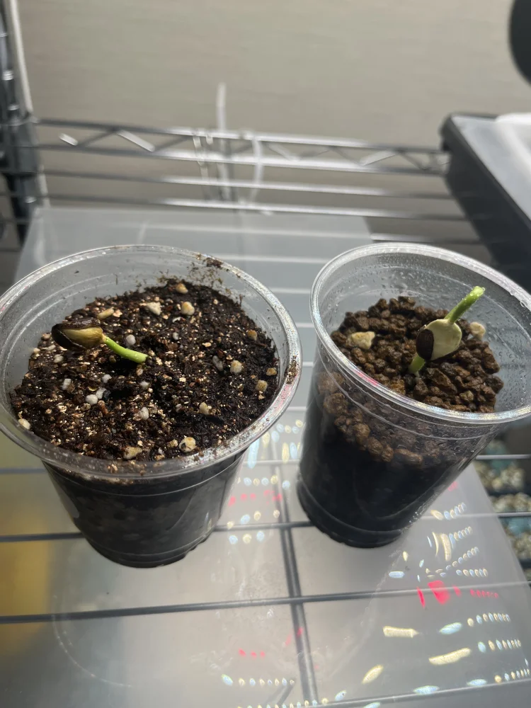 ヤトロファ ポダグリカ イエロー Jatropha podagrica yellow 'サンゴ油桐'｜塊根植物 コーデックス 実生