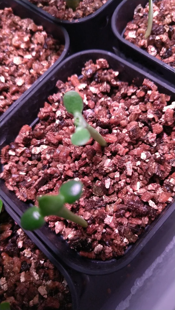 Euphorbia graniticola (ユーフォルビア グラニティコラ)