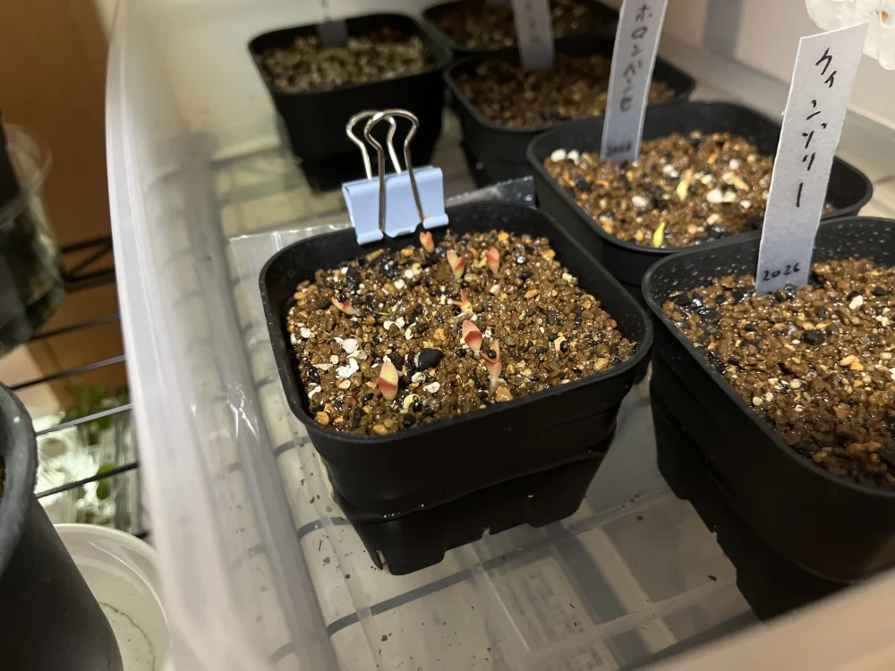 ピロソケレウス クリサカンサス Pilosocereus chrysacanthus