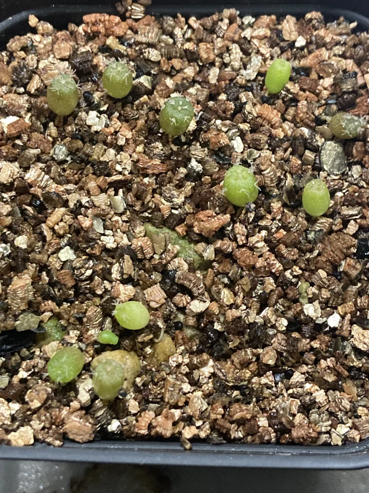 Lophophora diffusa (ロフォフォラ 翠冠玉)