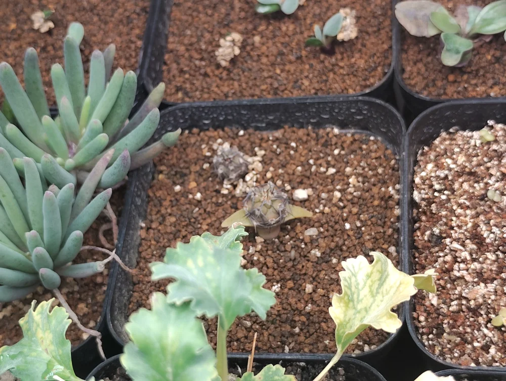 Tephrocactus geometricus (テフロカクタス ゲオメトリクス)