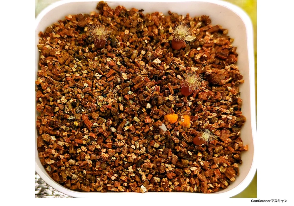 Uebelmannia pectinifera var. multicostata (ユーベルマニア ムルチコスタータ)