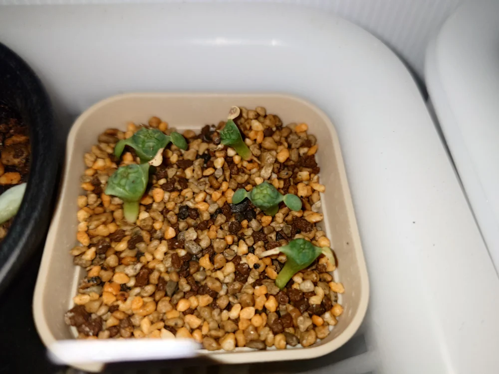 Euphorbia obesa subsp. obesa (ユーフォルビア オベサ)