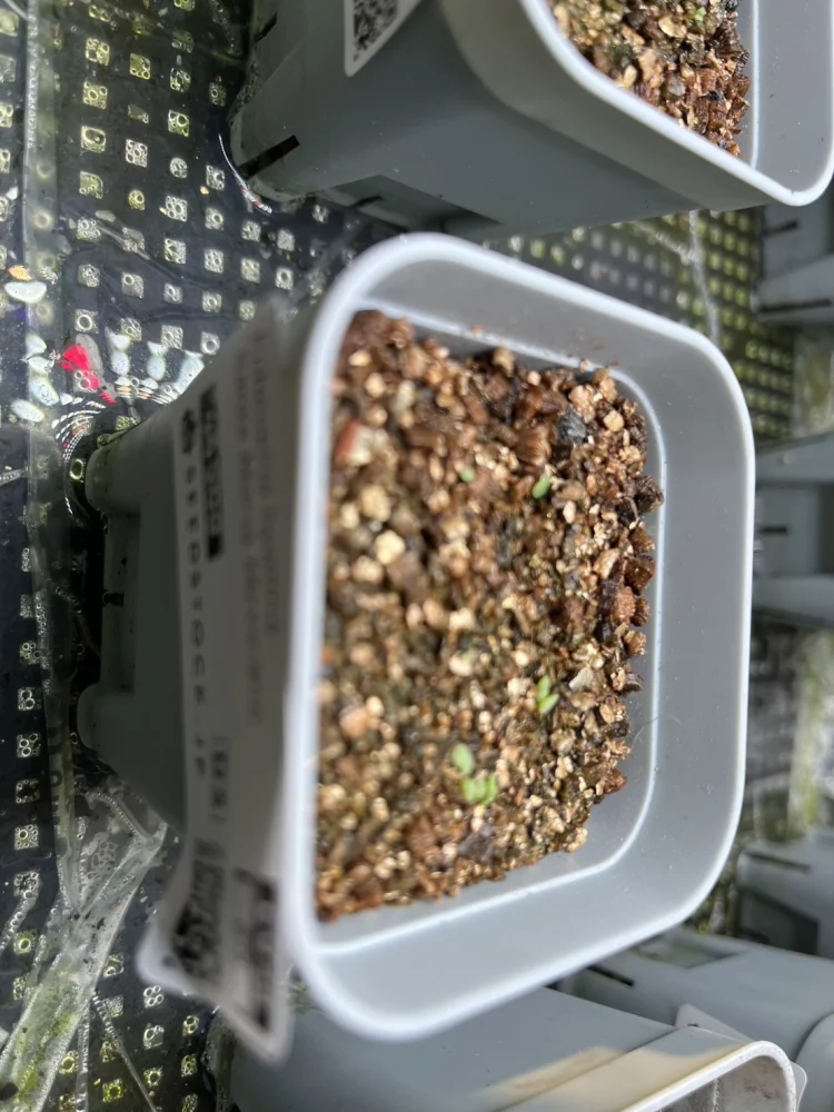 Echeveria hyalina Santa Maria Mexicano (エケベリア ヒアリナ サンタマリア メキシカーノ)