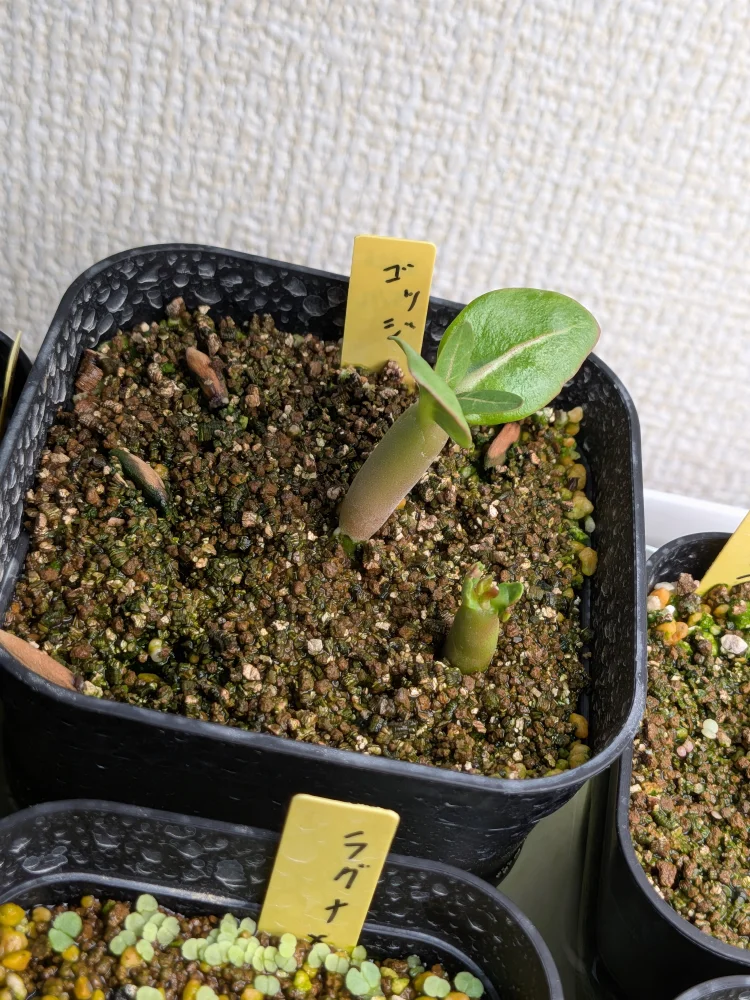 Adenium arabicum Godji (アデニウム アラビカムゴッジ)