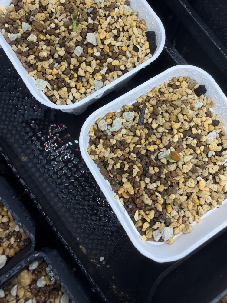 Adenia subsessilifolia (アデニア サブセッシリフォリア)