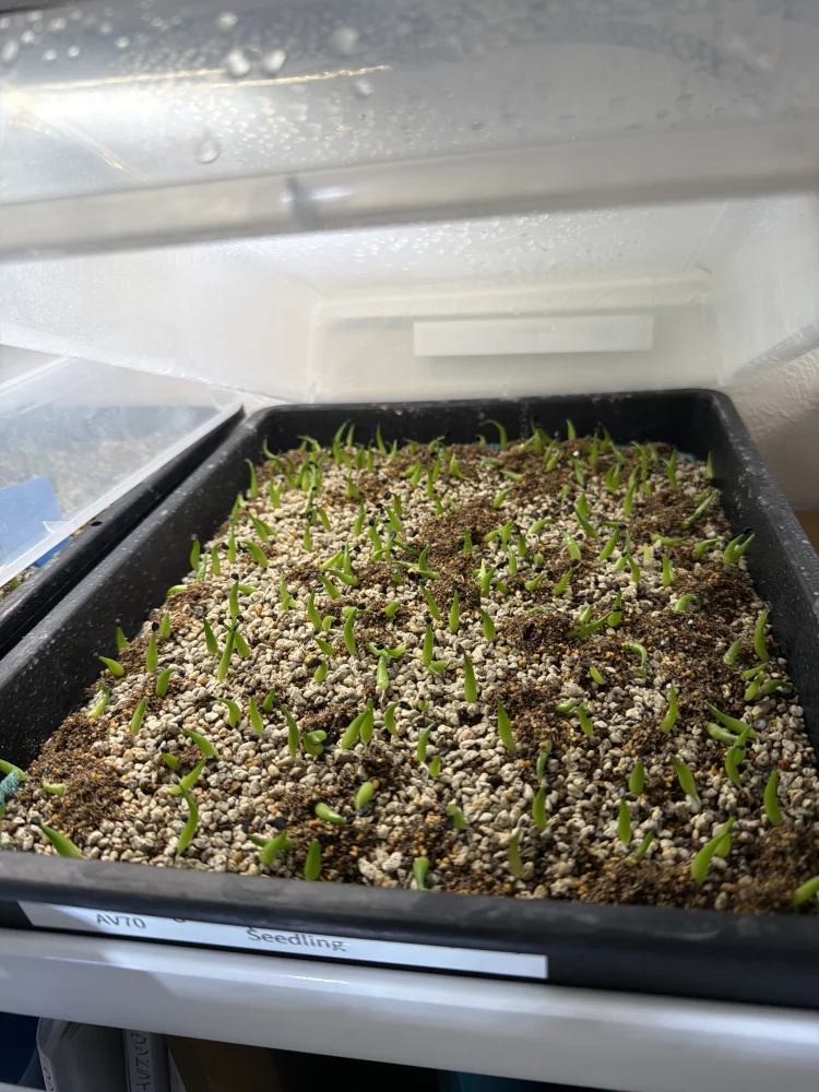 Agave victoriae-reginae ssp. swobodae 'Compacta' (アガベ スワボダエ コンパクタ‘’)