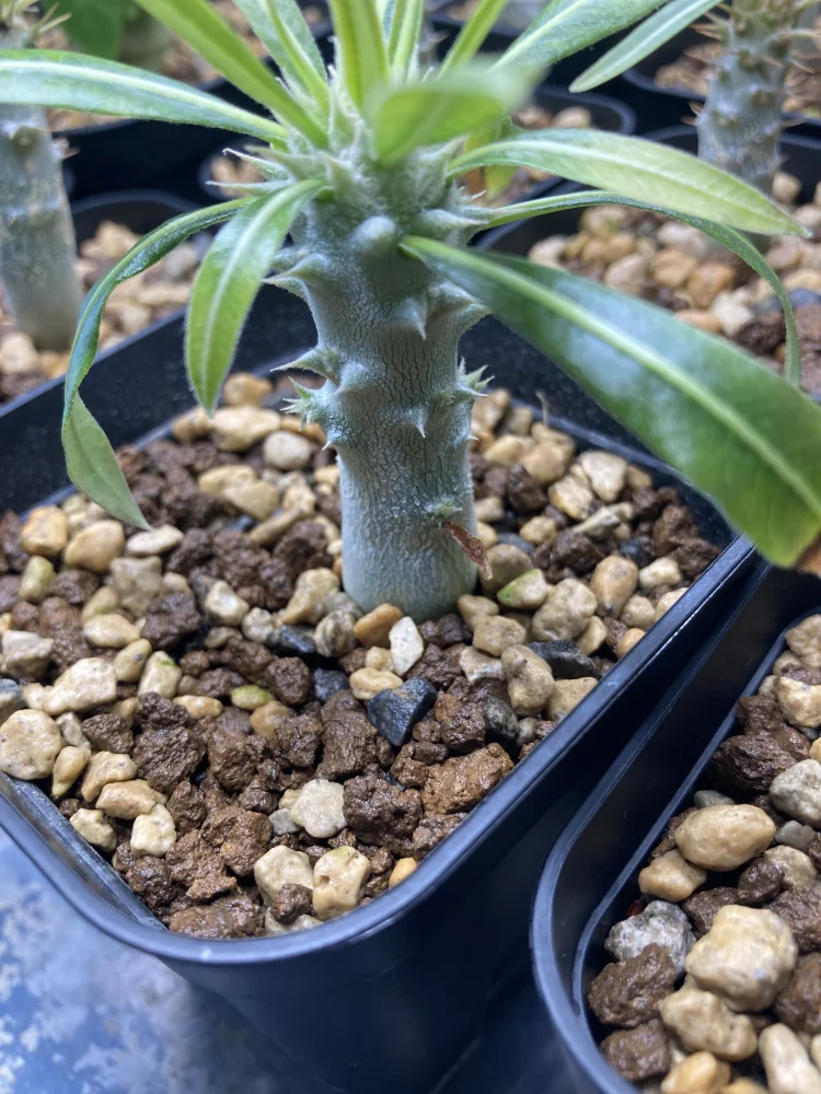 Pachypodium horombense (パキポディウム ホロンベンセ)