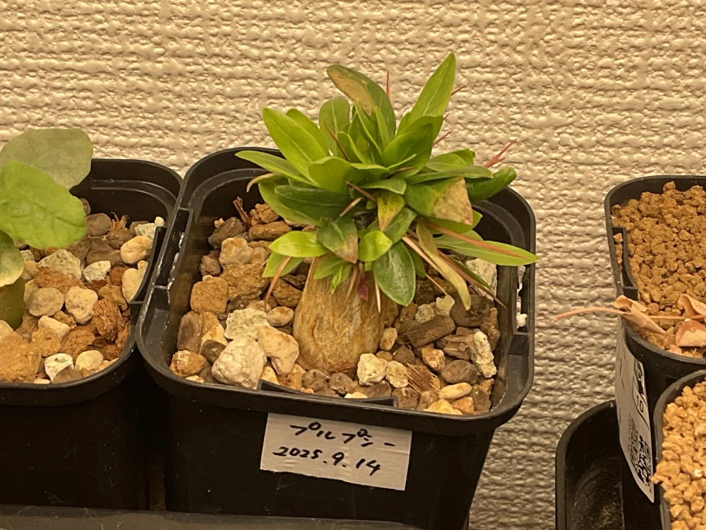 いい感じ