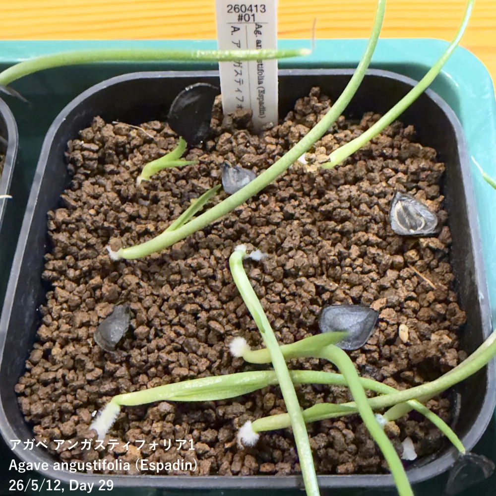 Agave angustifolia (アガベ アンガスティフォリア)