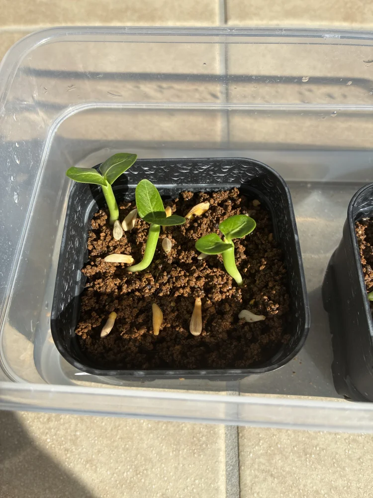 Pachypodium lamerei var. ramosum (パキポディウム ラモサム)