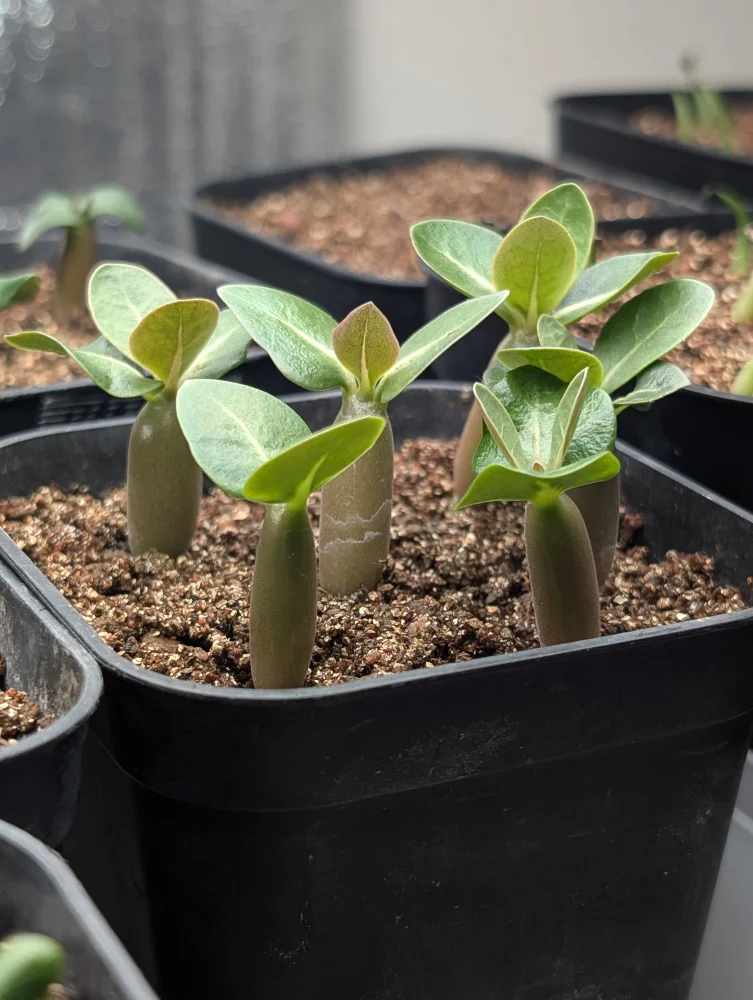 Adenium arabicum Alien (アデニウム エイリアン)