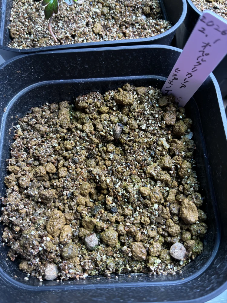 Operculicarya hyphaenoides Lot. (オペルクリカリア ヒファエノイデス)