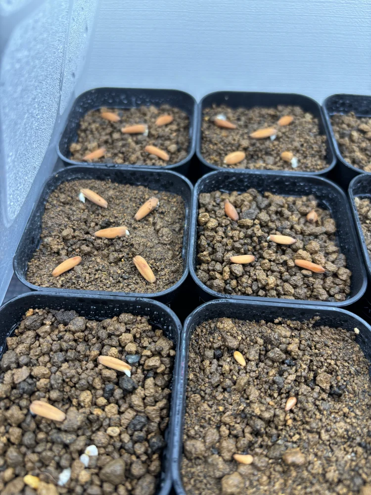 Adenium arabicum Black Stem (アデニウム アラビカム ブラックステム)