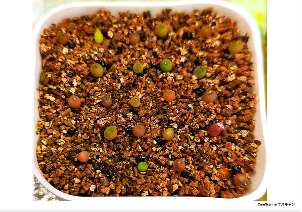 Astrophytum asterias (アストロフィツム アステリアス 兜)