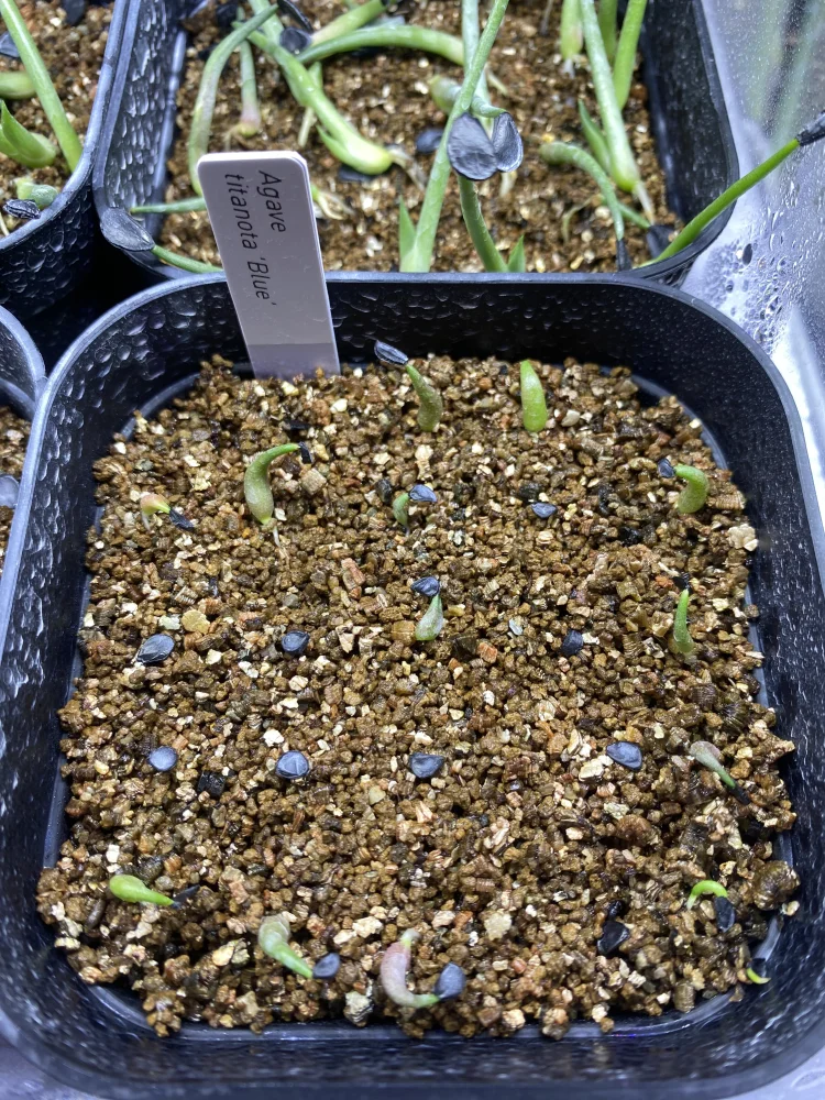 [無料種子] [ジェルシード] アガベ チタノタブルー Agave titanota 'Blue' (CLEARANCE)