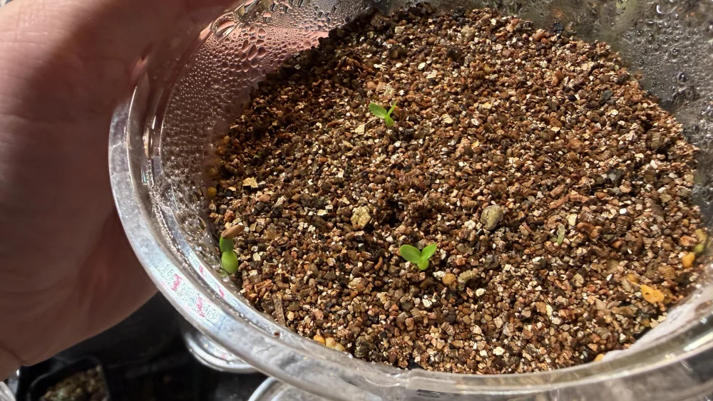 Pachypodium rosulatum var. inopinatum (パキポディウム イノピナツム)