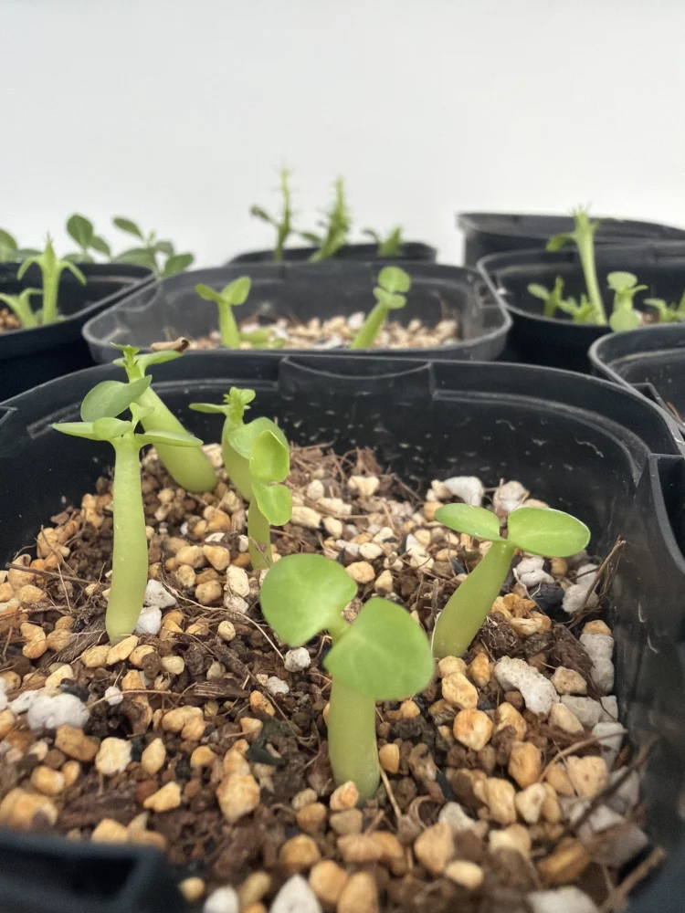 Pachypodium succulentum (パキポディウム サキュレンタム)