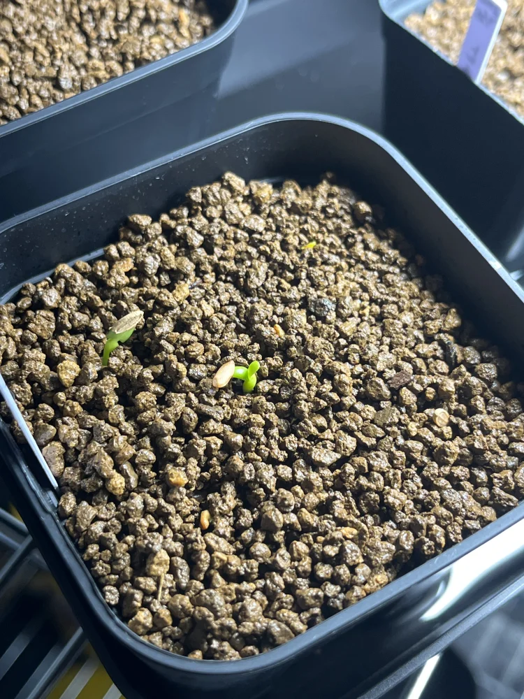 Pachypodium rosulatum var. gracilius Lot. (パキポディウム グラキリス)