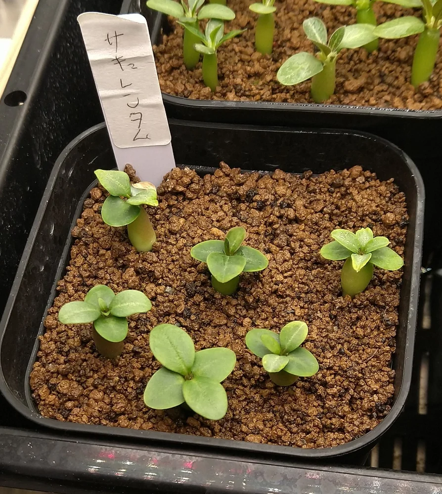 Pachypodium succulentum (パキポディウム サキュレンタム)