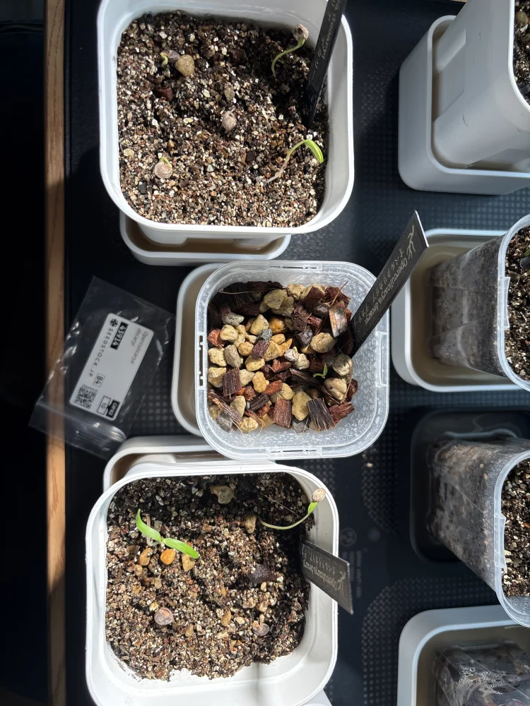 Operculicarya decaryi (オペルクリカリア デカリー)