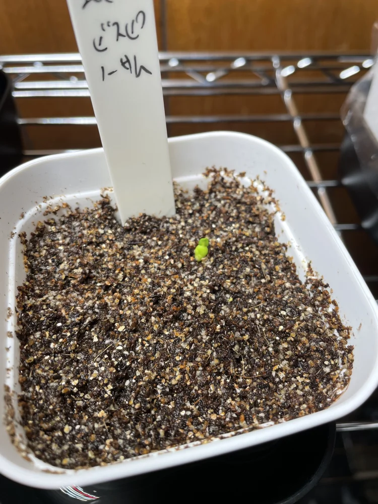 Pachypodium bispinosum (パキポディウム ビスピノーサム)