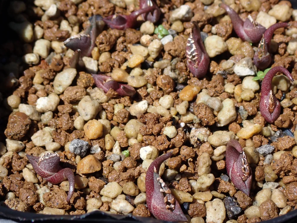 Agave megalodonta (アガベ メガロドンタ)