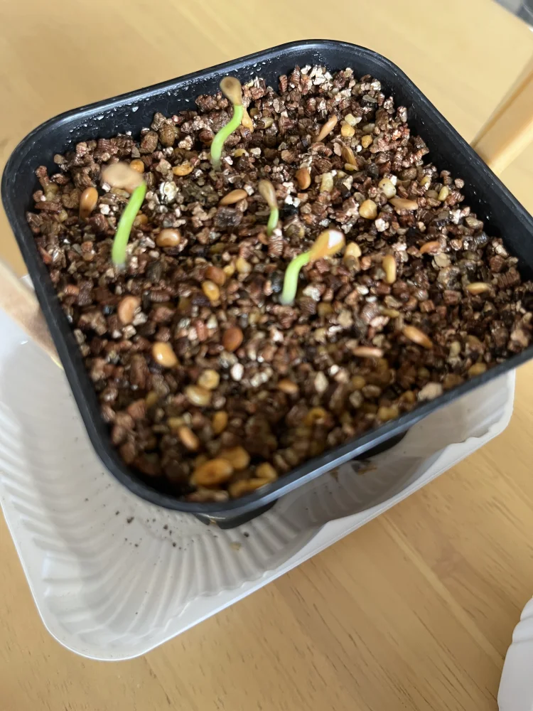 種子] パキポディウム ウィンゾリー Pachypodium windsorii | 塊根植物