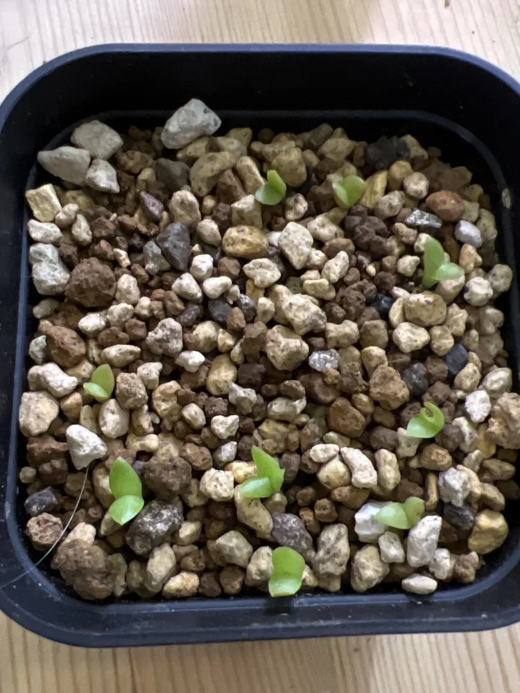 Pilosocereus chrysacanthus (ピロソケレウス クリサカンサス)