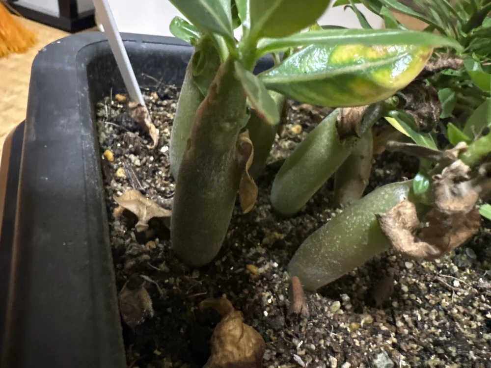 Adenium arabicum King Kong (アデニウム アラビカム キングコング)