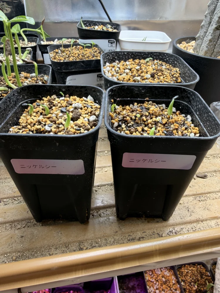 Agave nickelsiae (アガベ ニッケルシー)