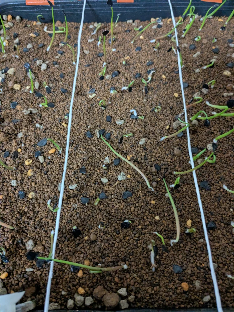 アガベ リオバー Agave lyobaa  (Coyotito)