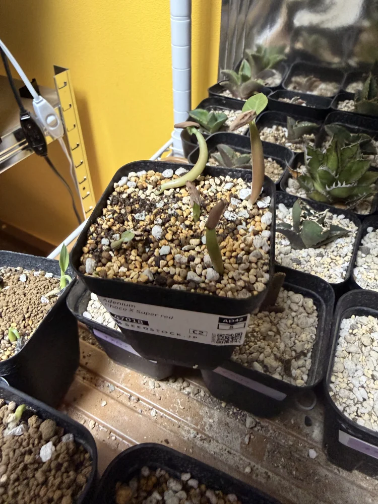 Choco X SPR Adenium Choco X Super red (アデニウム)