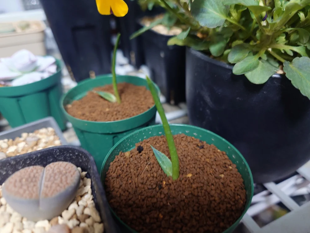 Agave parryi var. truncata (アガベ パリー トランカータ)