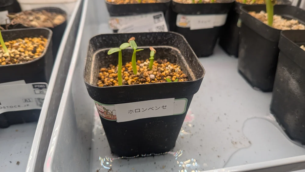 Pachypodium horombense (パキポディウム ホロンベンセ)