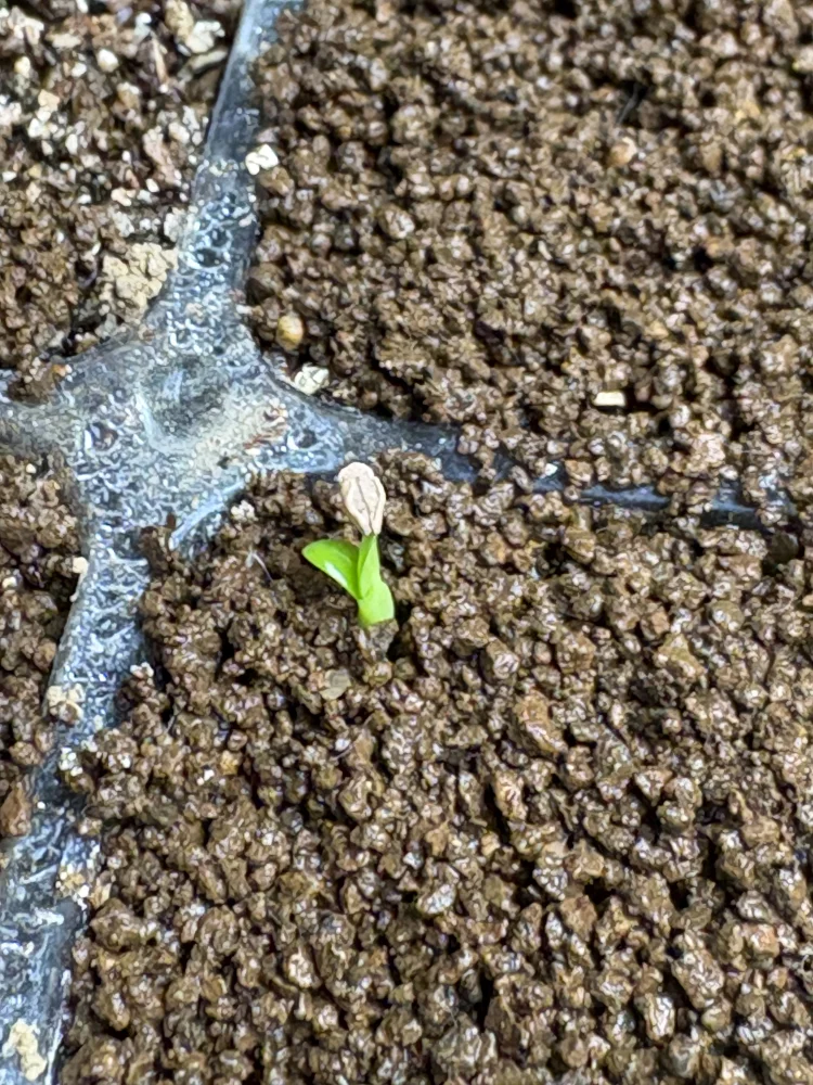 [プレゼント種子] パキポディウム マカイエンセ Pachypodium rosulatum var. makayense Lot. FREE