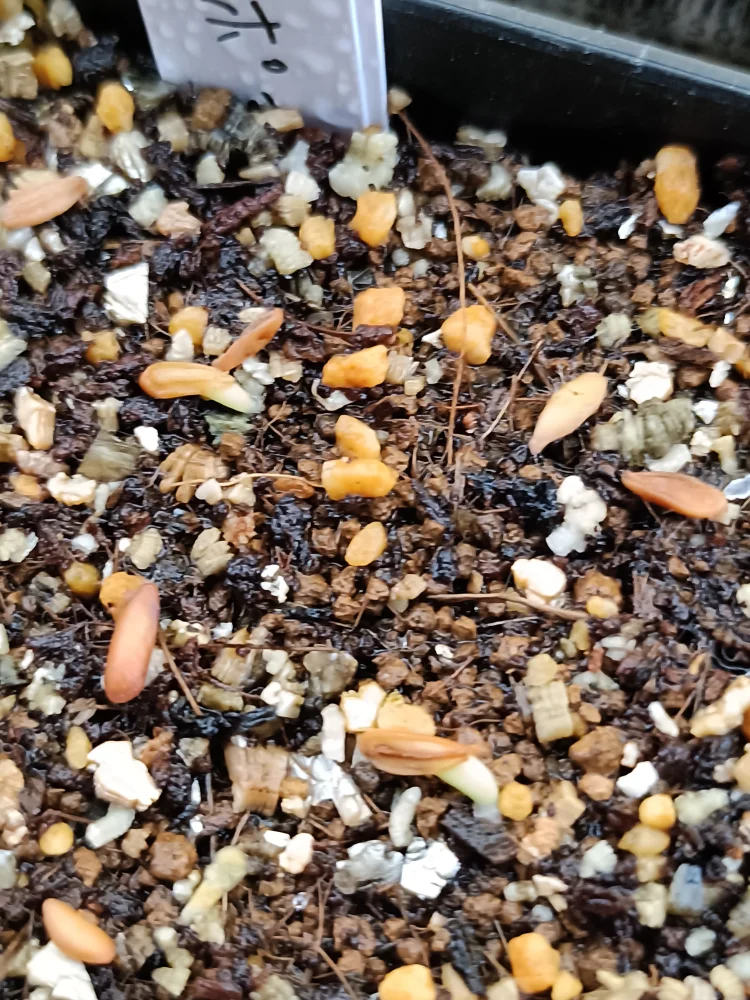 Pachypodium makayense