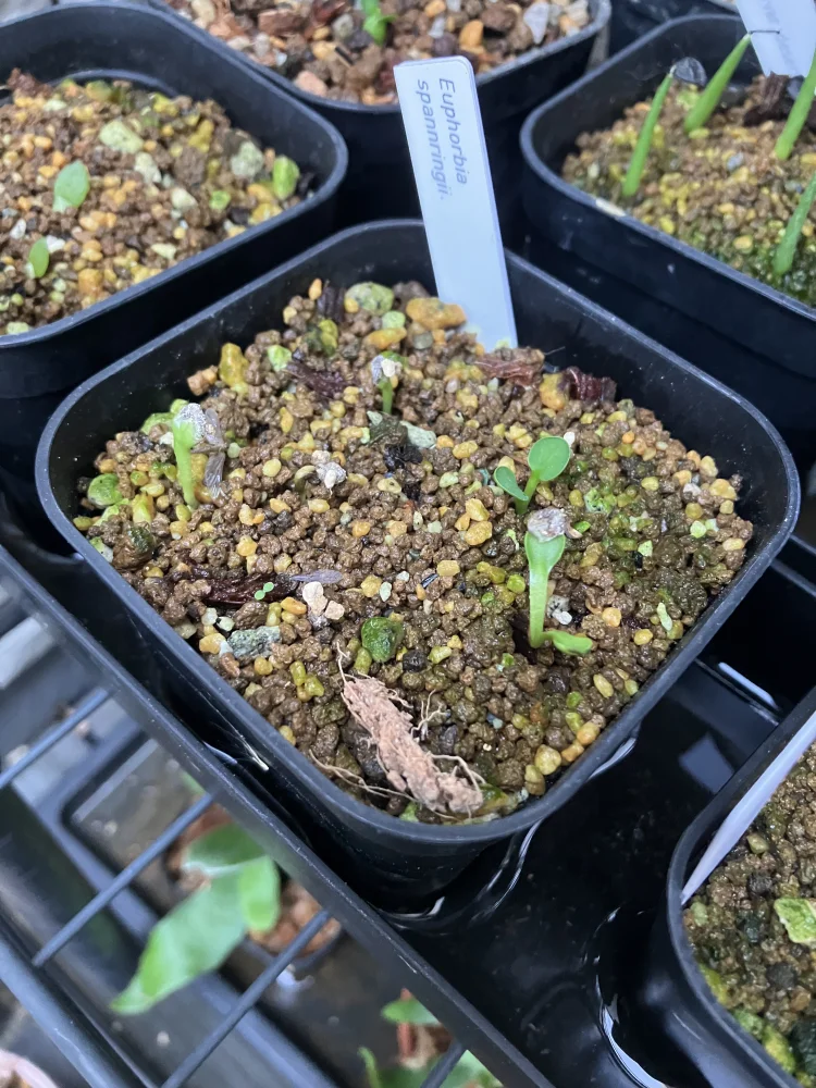 Euphorbia spannringii (ユーフォルビア スパンリンギー フィッシュボーン)