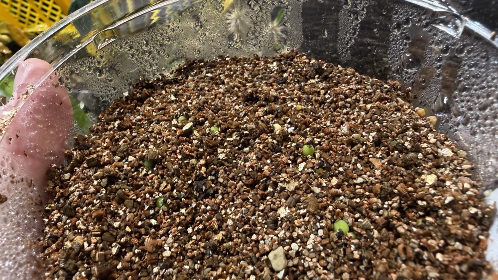 Lophophora fricii (ロフォフォラ 疣銀冠玉)