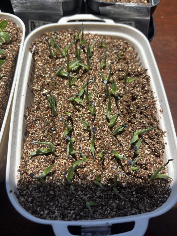 アガベ エボリスピナ Agave utahensis var. eborispina