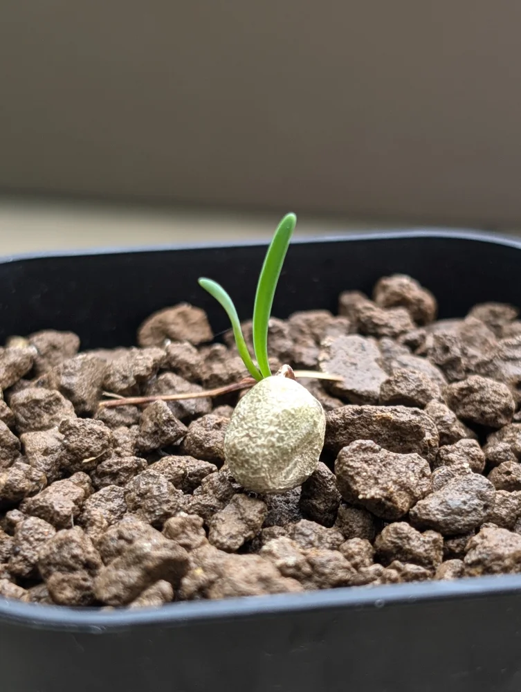 種子] ブーファン ディスティカ Boophone disticha | 球根植物 ケープ