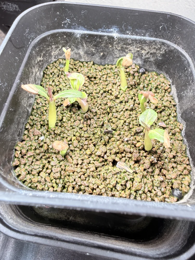 種子] パキポディウム ウィンゾリー Pachypodium windsorii | 塊根植物