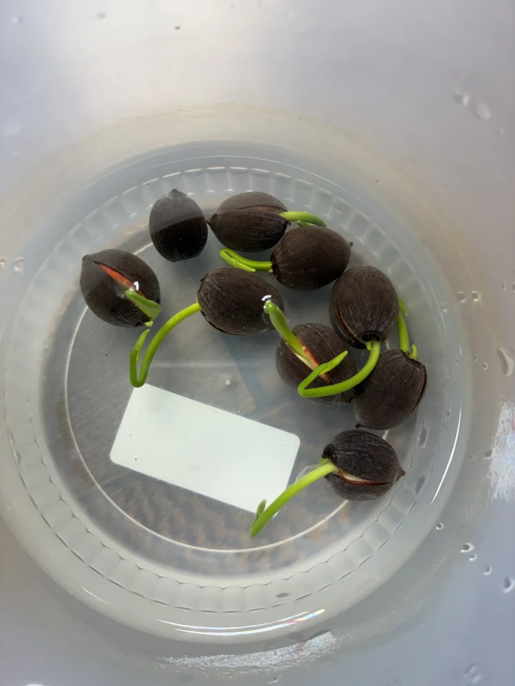 Nelumbo nucifera (ハス ヌキフェラ ピンク)