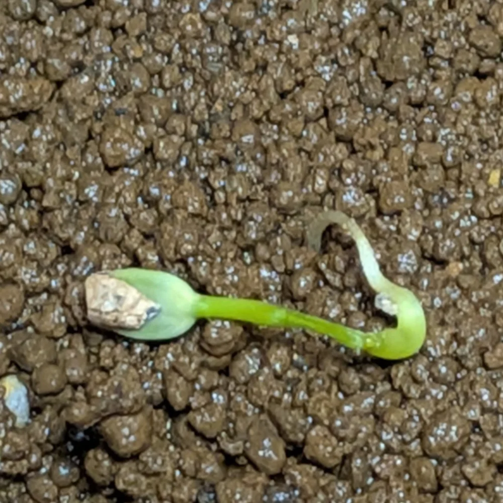 Euphorbia longetuberculosa (ユーフォルビア ロンギツベルクローサ)