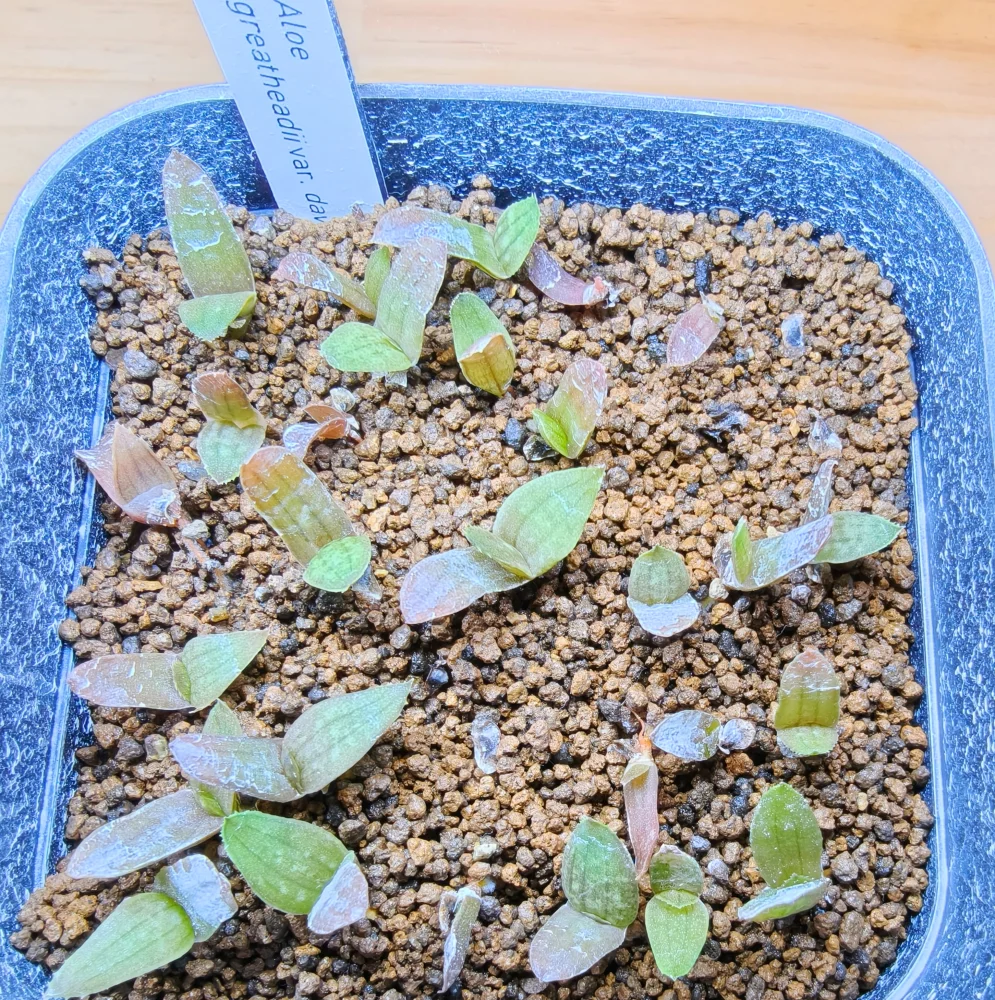 Aloe greatheadii var. davyana (アロエ グレイサディダヴィアナ)