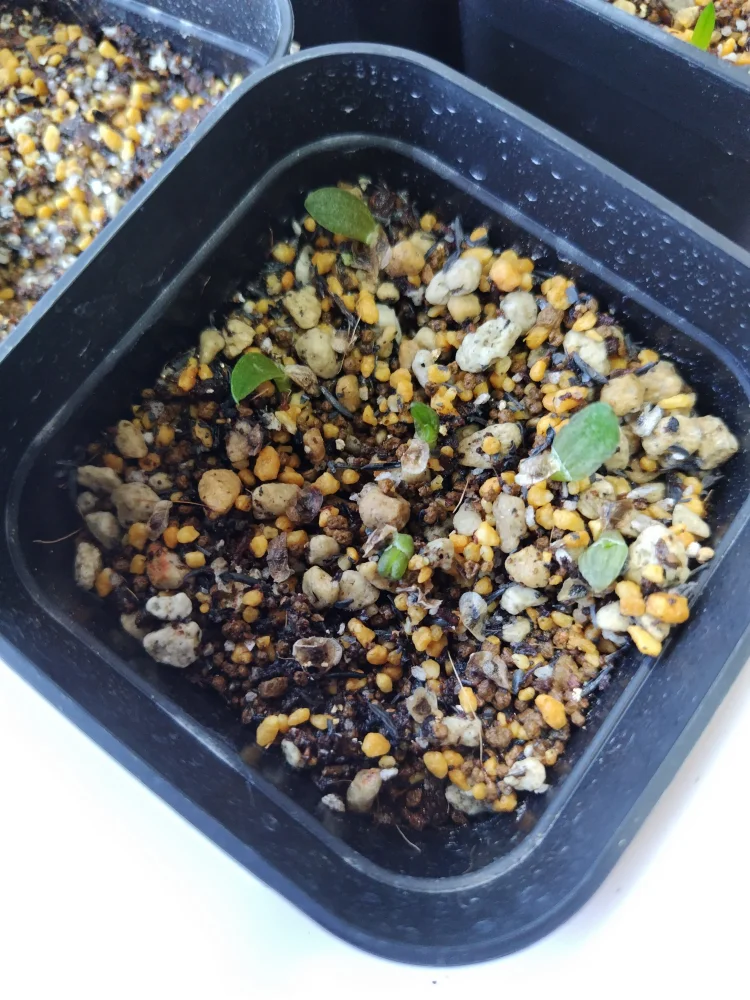 Aloe mudenensis (アロエ マデネンシス)