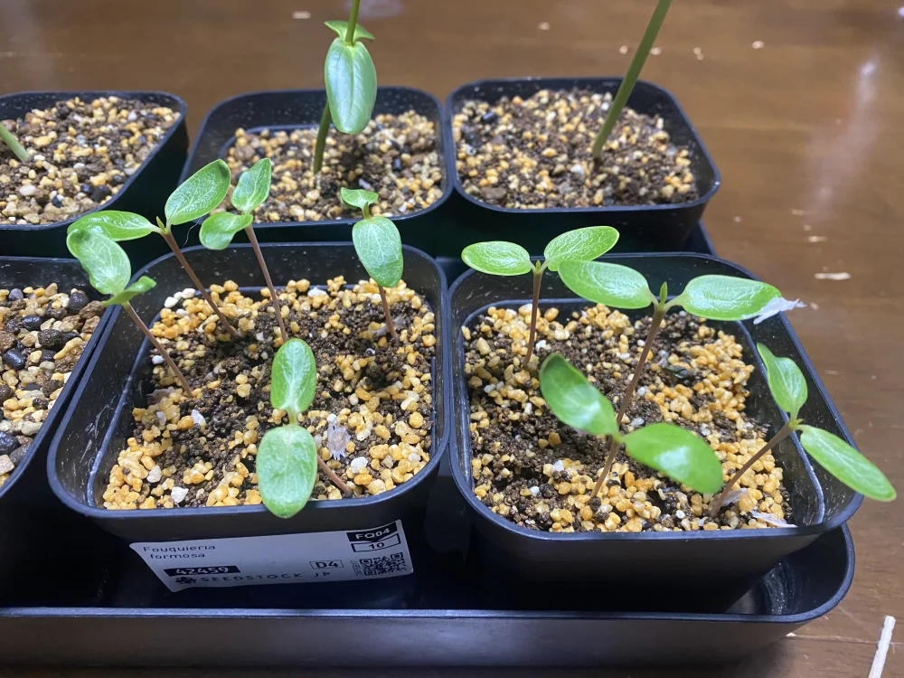 Fouquieria formosa (フォークイエリア フォルモサ)