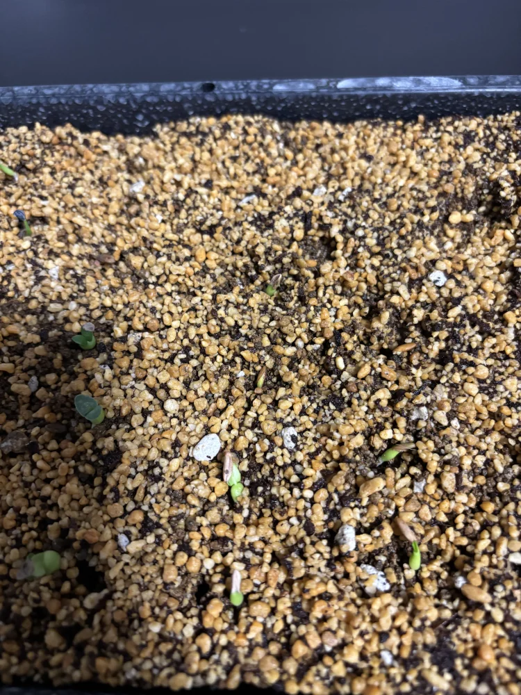 Pachypodium rosulatum subsp. makayense (パキポディウム マカイエンセ)