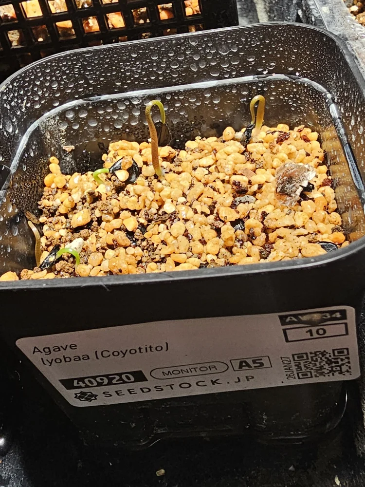 Agave lyobaa 'Coyote' (アガベ リオバー (Coyotito))